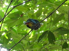 Ptilinopus melanospilus