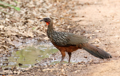 Penelope ochrogaster