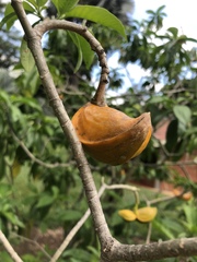 Tabernaemontana litoralis