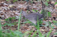 Crypturellus undulatus