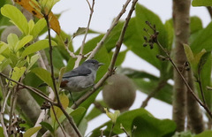 Conirostrum speciosum