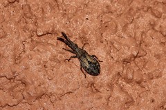 Scolopocerus secundarius