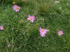 Cosmos bipinnatus