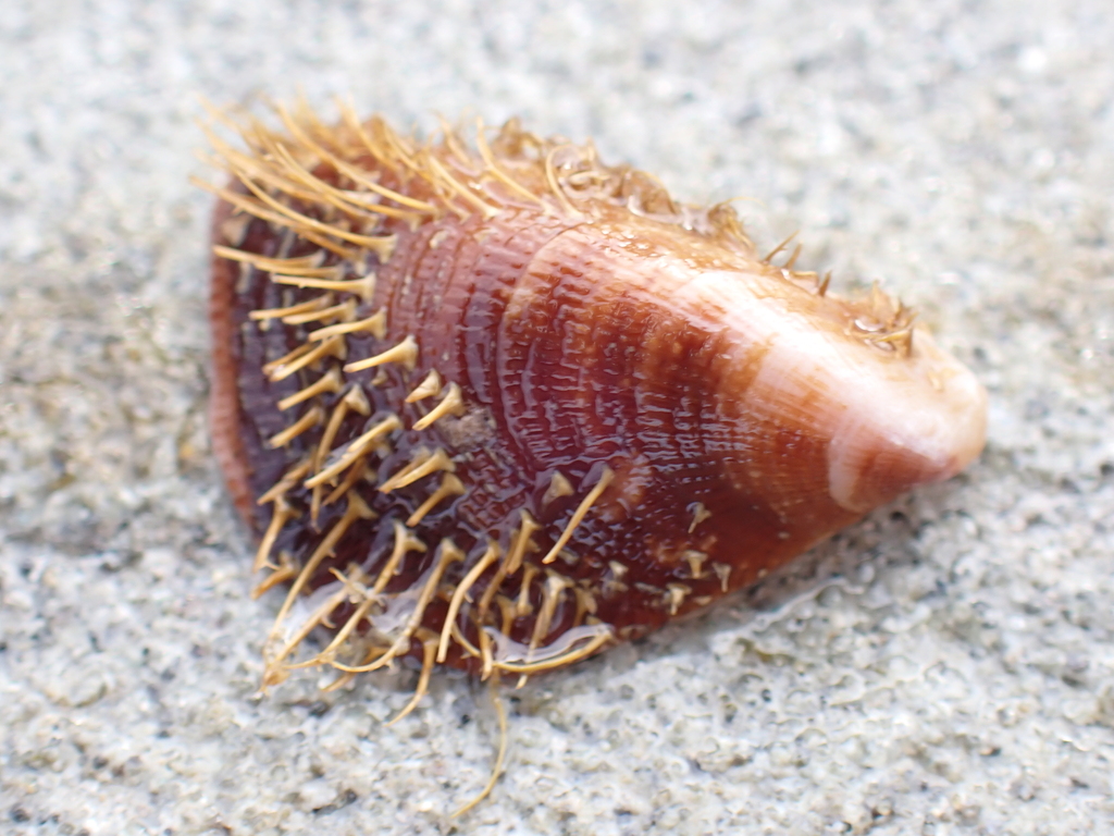 Septiferinae