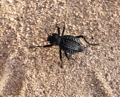 Philolithus aegrotus