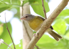 Ashy-Headed Greenlet photo 3