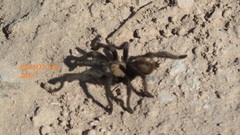 Aphonopelma caniceps
