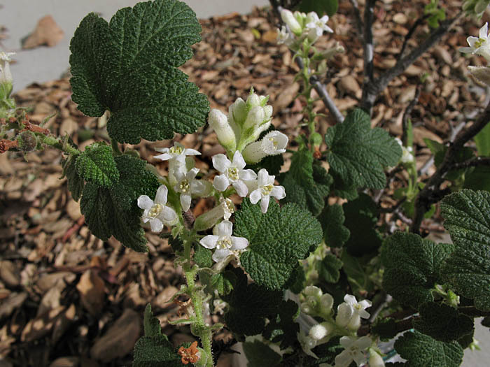 White-flowering Currant