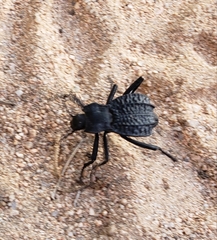 Philolithus aegrotus