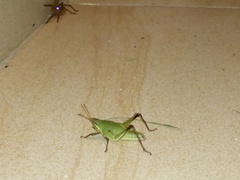Orthoptera