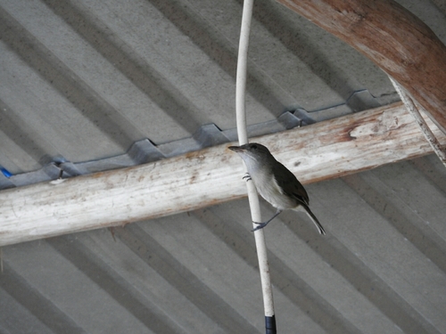 Mangrove Whistler (Pachycephala cinerea), photo 6
