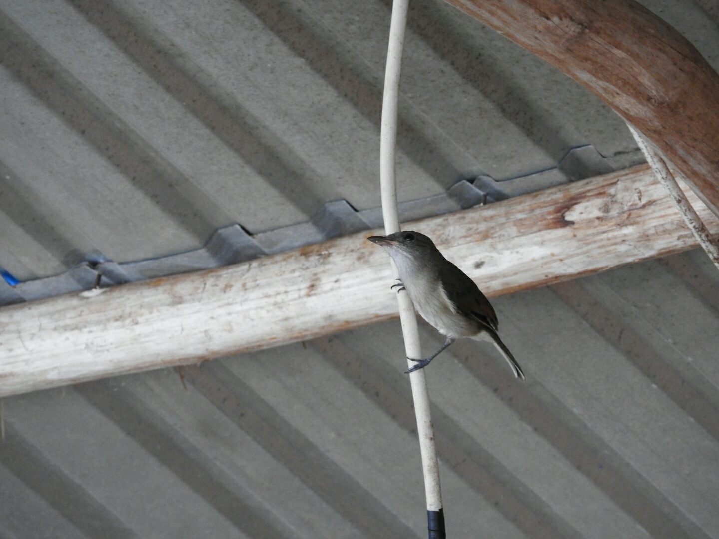 Mangrove Whistler (Pachycephala cinerea)