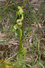 Ophrys bombyliflora