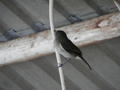 Pachycephala cinerea