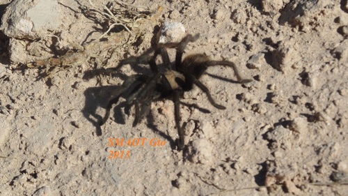Mexican Black Velvet Tarantula