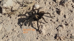 Aphonopelma caniceps