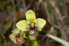 Ophrys bombyliflora