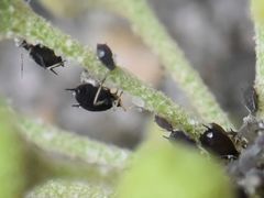 Aphis hederae