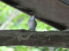 Pachycephala cinerea