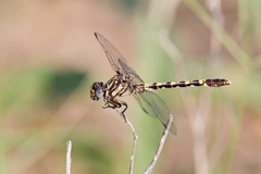 Progomphus obscurus