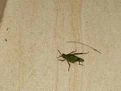 Orthoptera