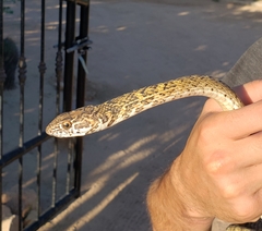 Masticophis fuliginosus