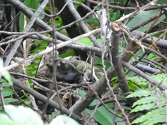 Phylloscopus borealis