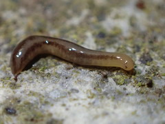 Argonemertes dendyi