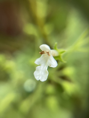 Phyllostegia wawrana observed 2022-05-22