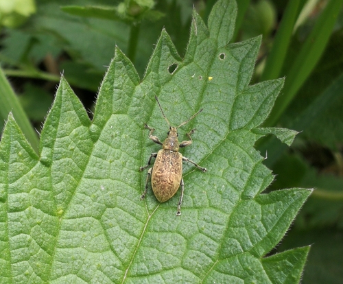 šupináčik žihľavový (Phyllobius pomaceus)