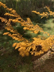 Pseudolarix amabilis