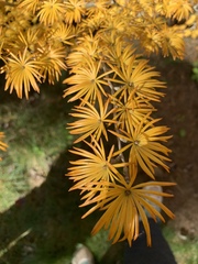 Pseudolarix amabilis