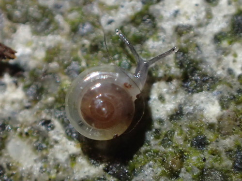 Milky Crystal-snail