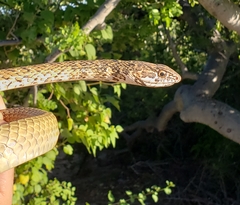 Masticophis fuliginosus