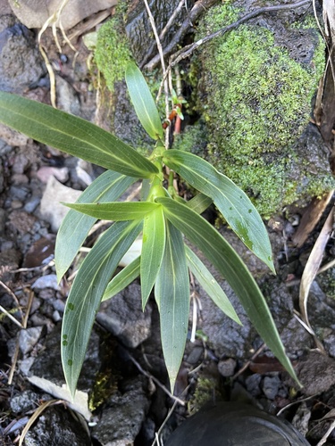 Kadua centranthoides observed 2022-01-11