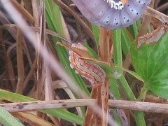Monoleuca semifascia