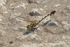 Progomphus obscurus