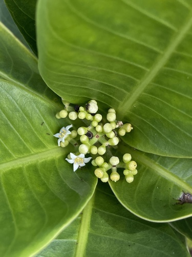 Psychotria wawrae observed 2022-06-26