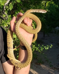 Masticophis fuliginosus