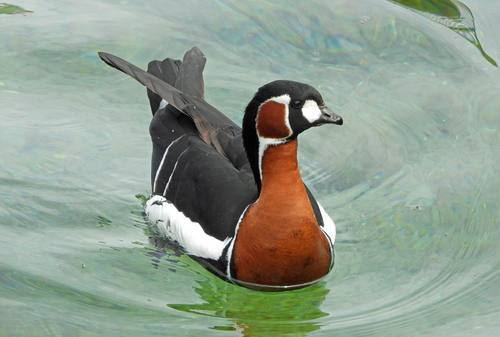 Barnacla cuellirroja (Branta ruficollis)