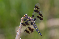 Plathemis subornata