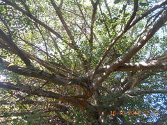 Ficus pertusa