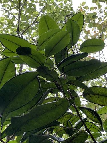 Melicope paniculata observed 2021-06-29