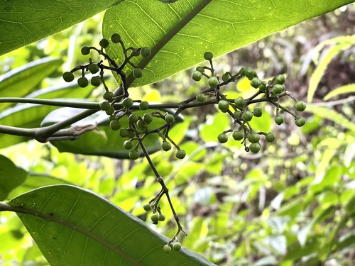 Melicope paniculata