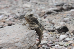 Phrynosoma taurus