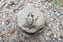 Phrynosoma taurus