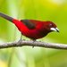 Crimson-backed Tanager - Photo (c) Francesco Veronesi, some rights reserved (CC BY-NC-SA)
