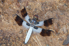Plathemis subornata