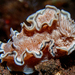 Brown-edge Glossodorid - Photo (c) Glenn Biscop, some rights reserved (CC BY-NC), uploaded by Glenn Biscop
