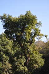 Quercus robur